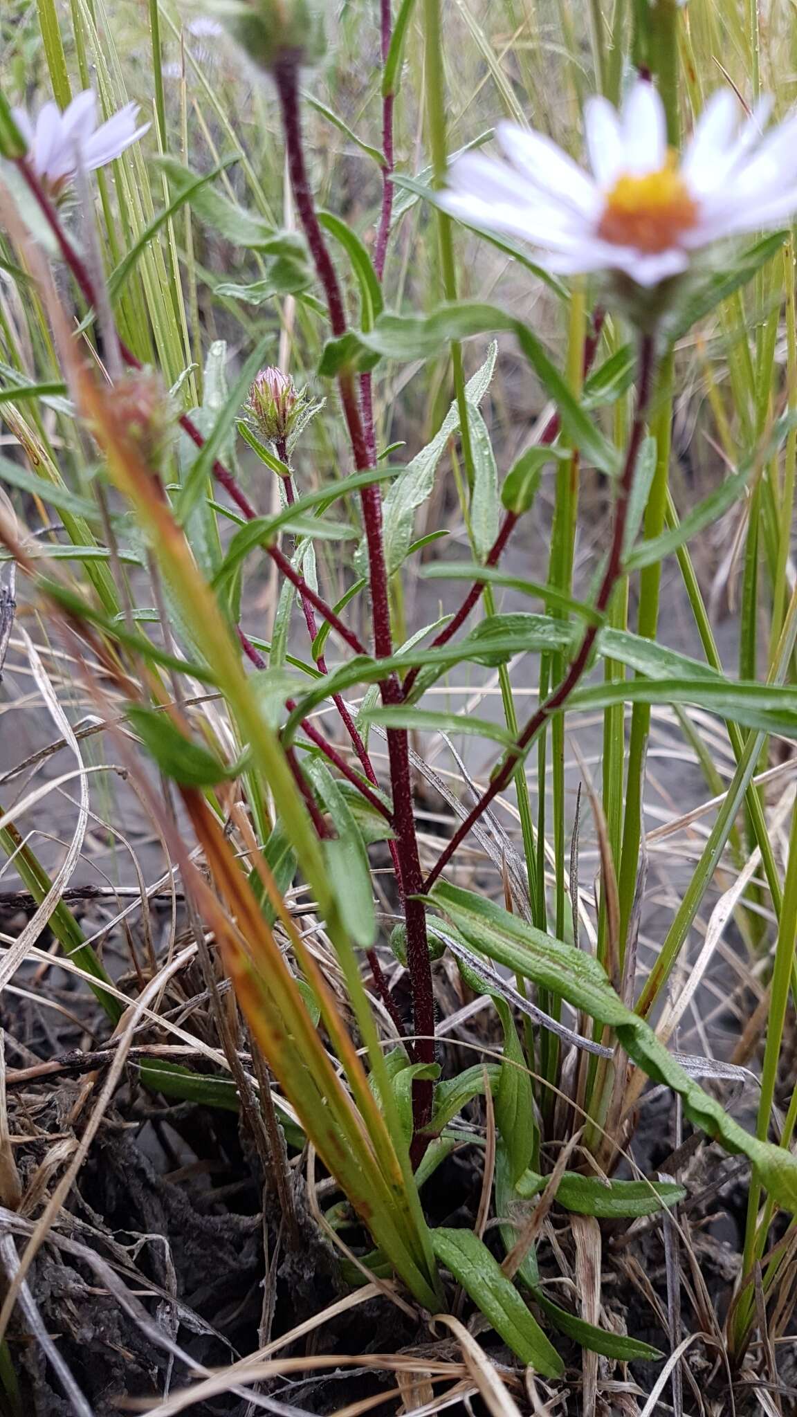 Image of Yukon aster