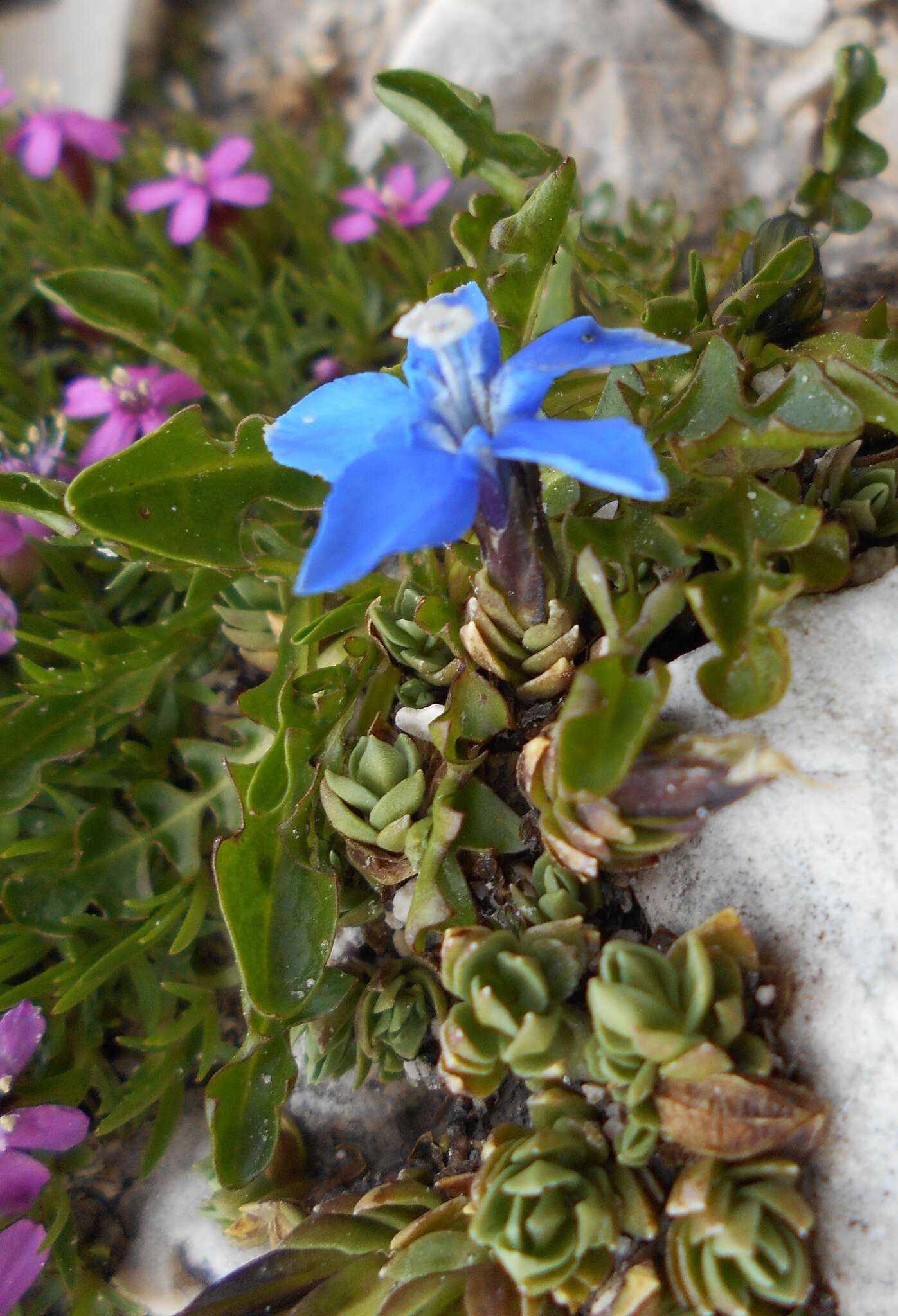 Image of Gentiana terglouensis subsp. terglouensis