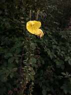 Image of redsepal evening primrose