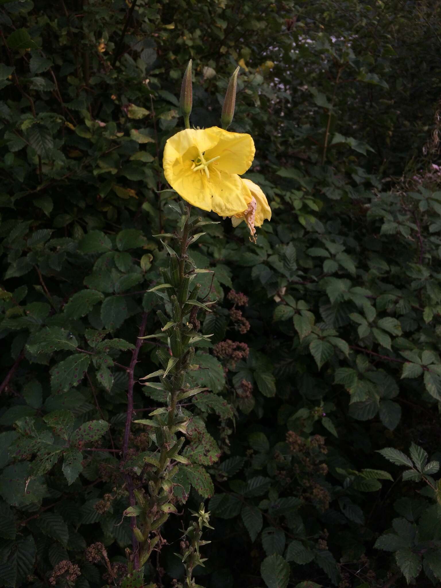 Image of redsepal evening primrose