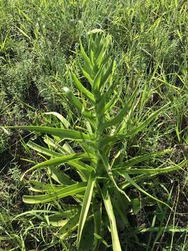 Sivun Crassula acinaciformis Schinz. kuva