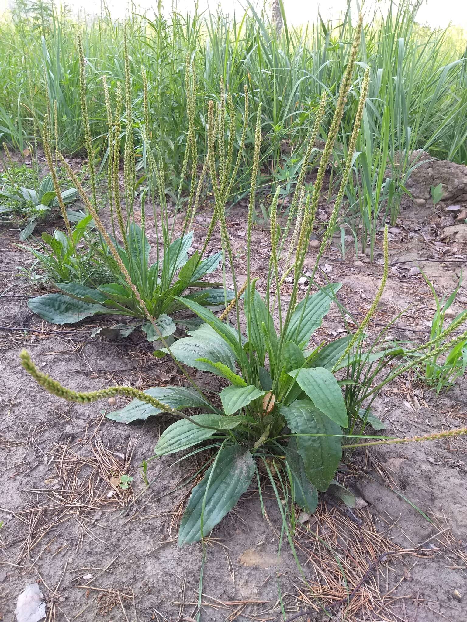 Image of Plantago depressa Willd.