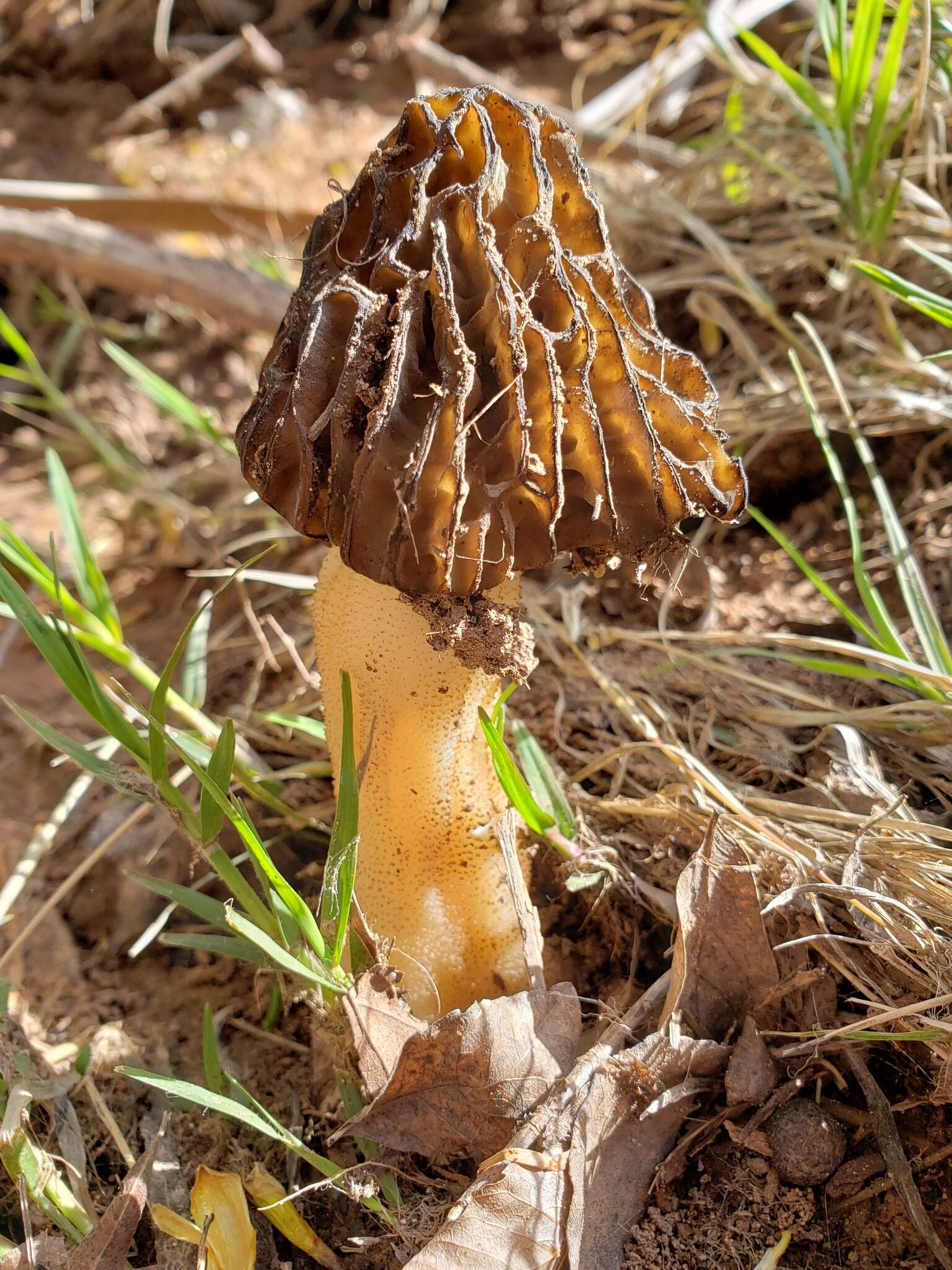 Imagem de Morchella populiphila M. Kuo, M. C. Carter & J. D. Moore 2012