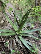 Image of Agave arcedianoensis Cházaro, O. M. Valencia & A. Vázquez