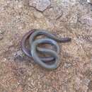 Image of Flinders Ranges Worm-lizard