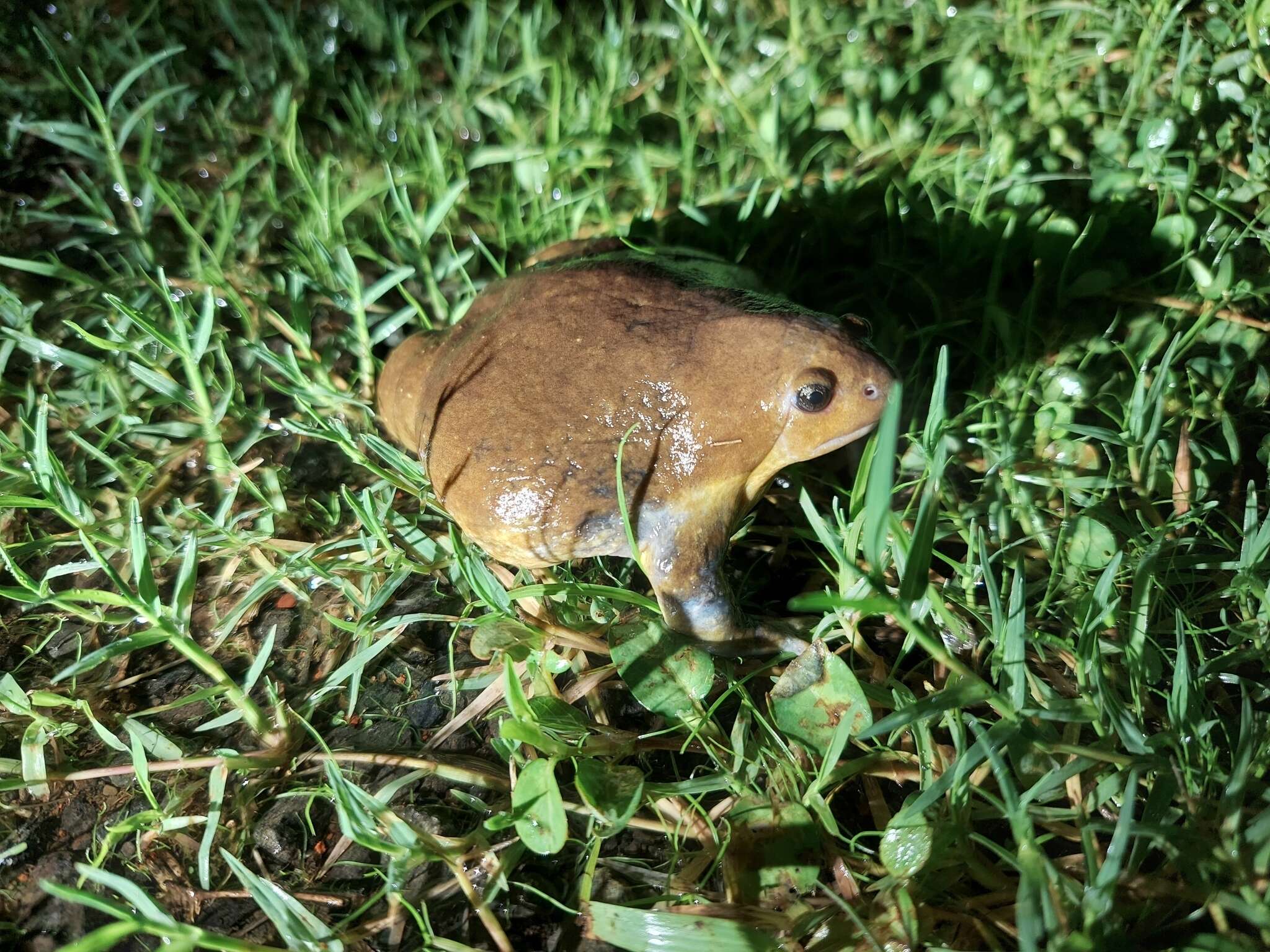 Imagem de Uperodon globulosus (Günther 1864)