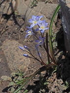 Image of Scilla nana (Schult. & Schult. fil.) Speta