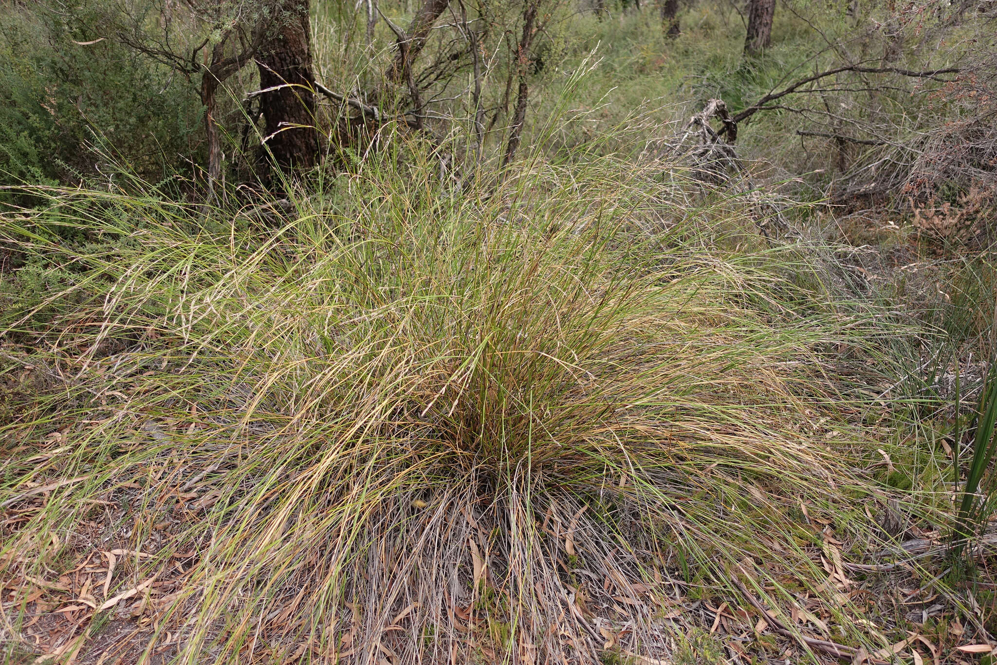 Image of Lepidosperma filiforme Labill.