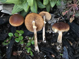 Image of Conocybe rugosa (Peck) Watling 1981