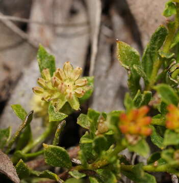 Image de Dodonaea procumbens F. Müll.