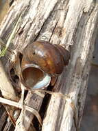 Image of Lister's River Snail