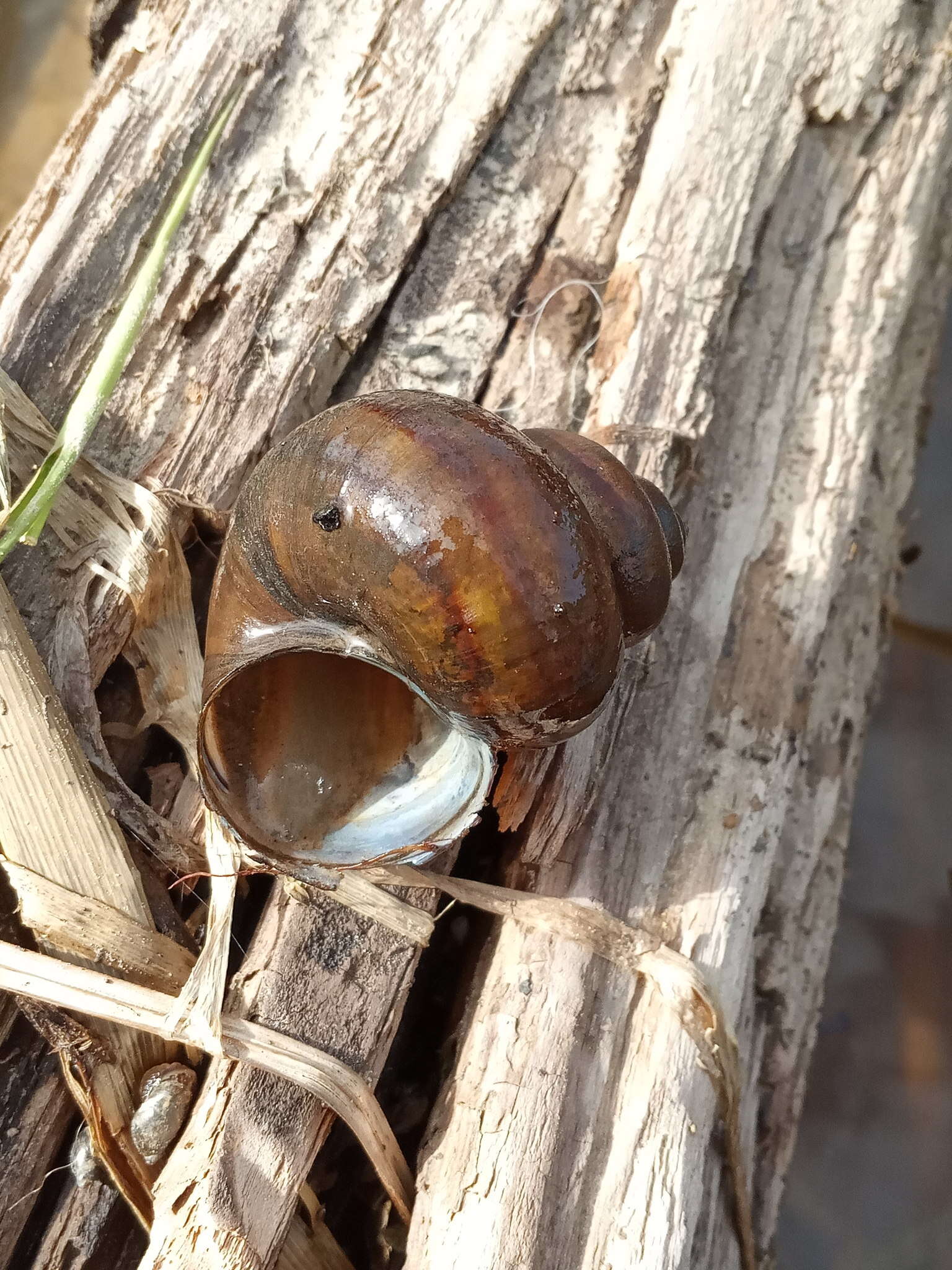 Image of Lister's River Snail