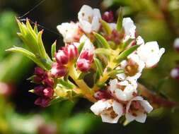 Image of Diosma hirsuta L.