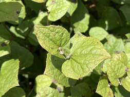 Image of Pertya pubescens Ling