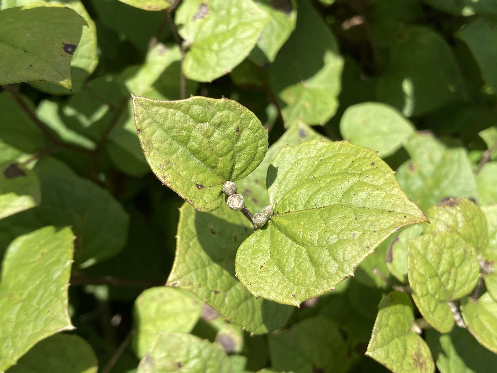 Image of Pertya pubescens Ling