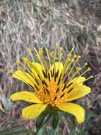 صورة Bidens cosmoides (A. Gray) Sherff