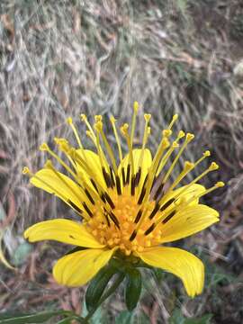 Image de Bidens cosmoides (A. Gray) Sherff