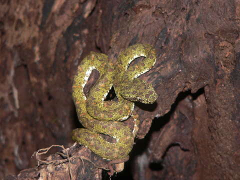 Image of Eyelash Viper