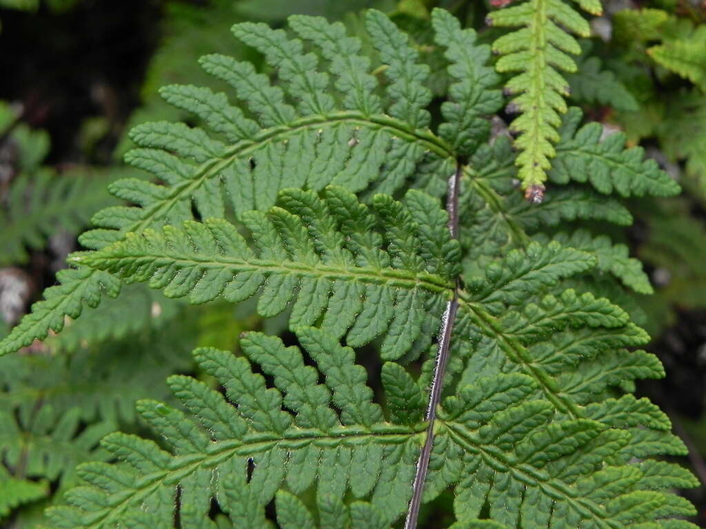 Aleuritopteris krameri (Franch. & Sav.) Ching resmi