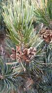Image of Potosi Pinyon Pine