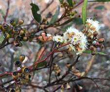 Imagem de Eucalyptus gracilis F. Müll.