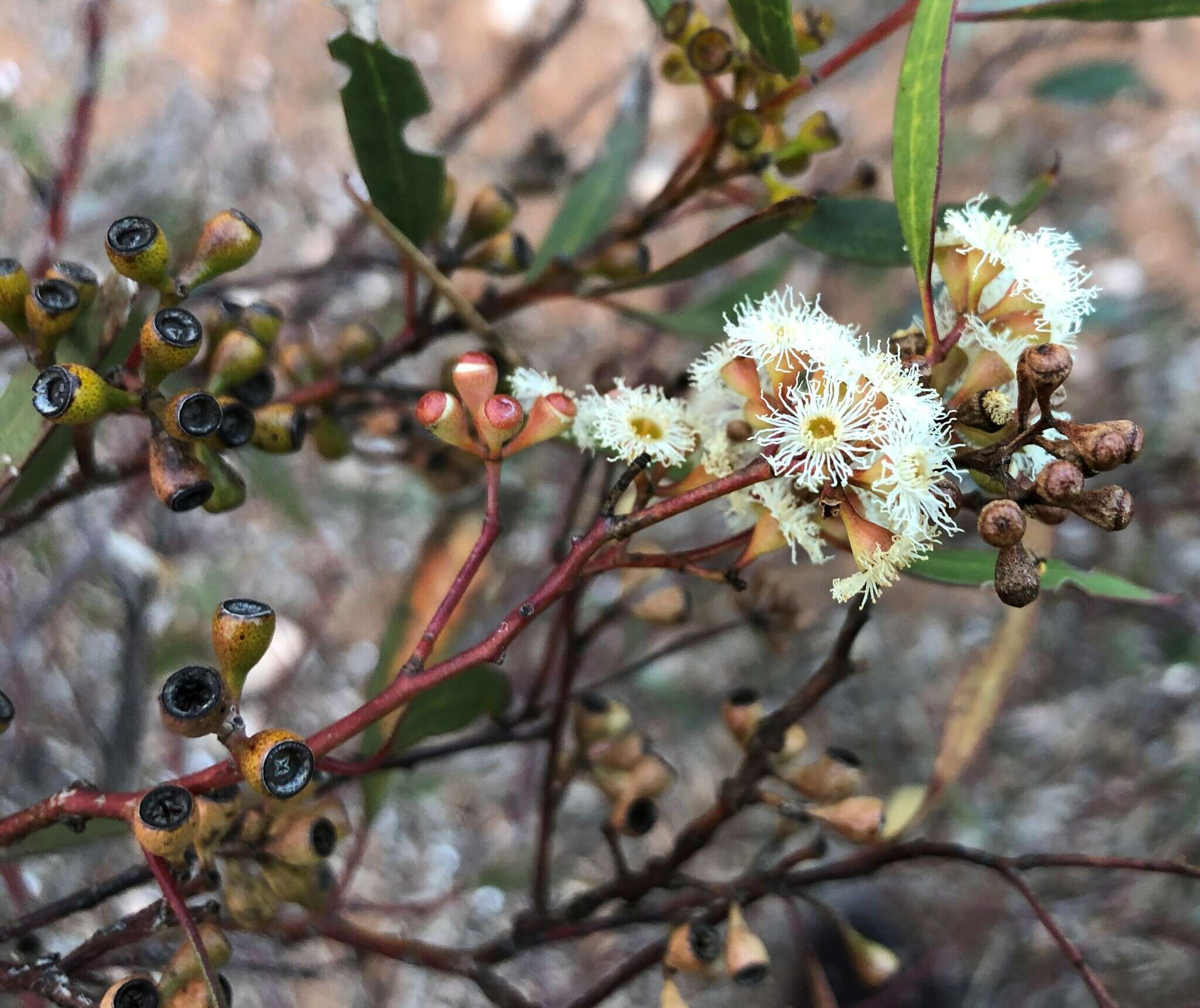 Image de Eucalyptus gracilis F. Müll.