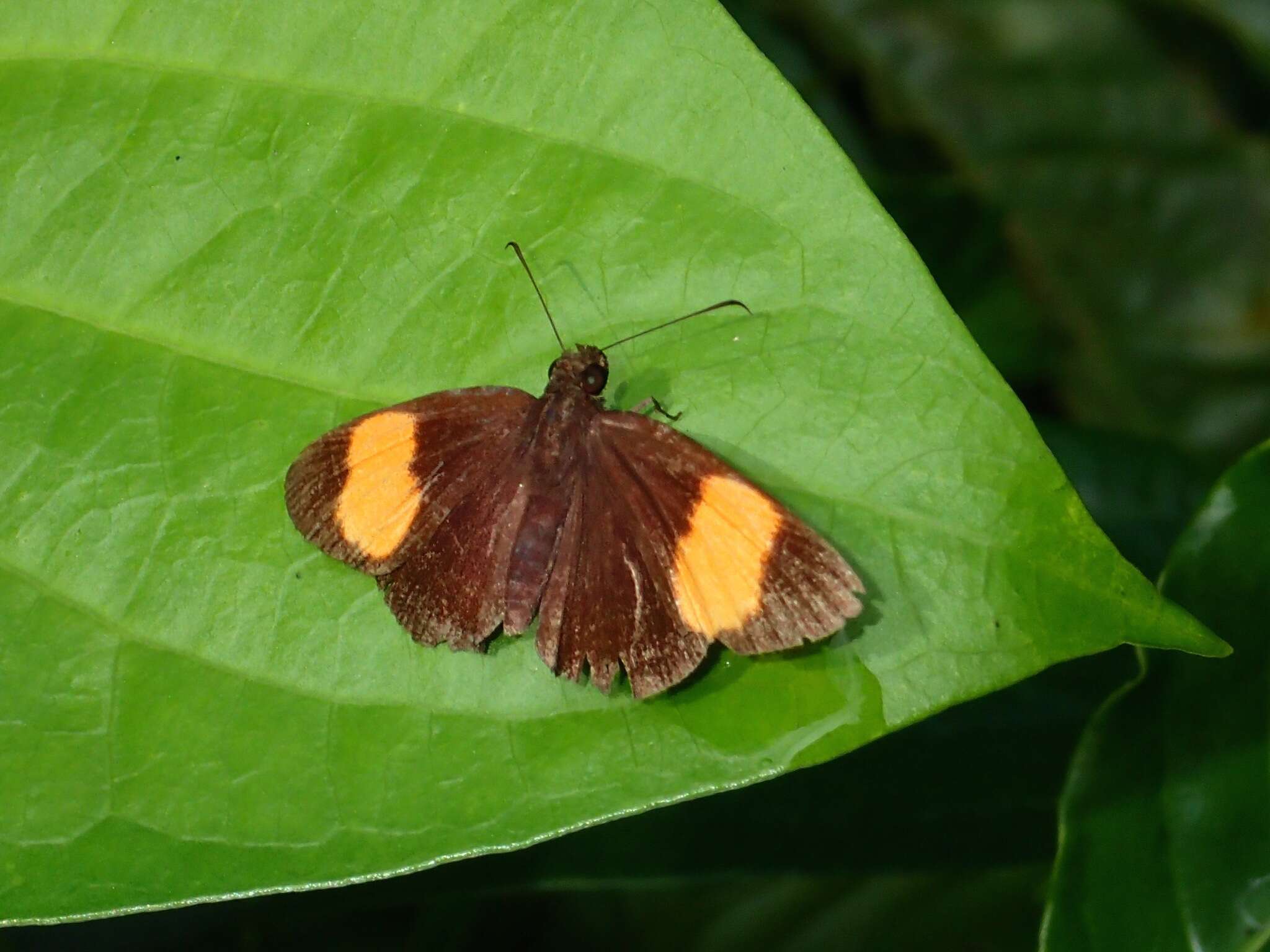 Image of Koruthaialos rubecula Plötz 1882