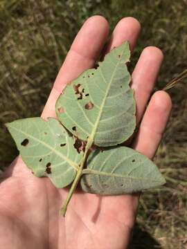 Слика од Desmodium viridiflorum DC.