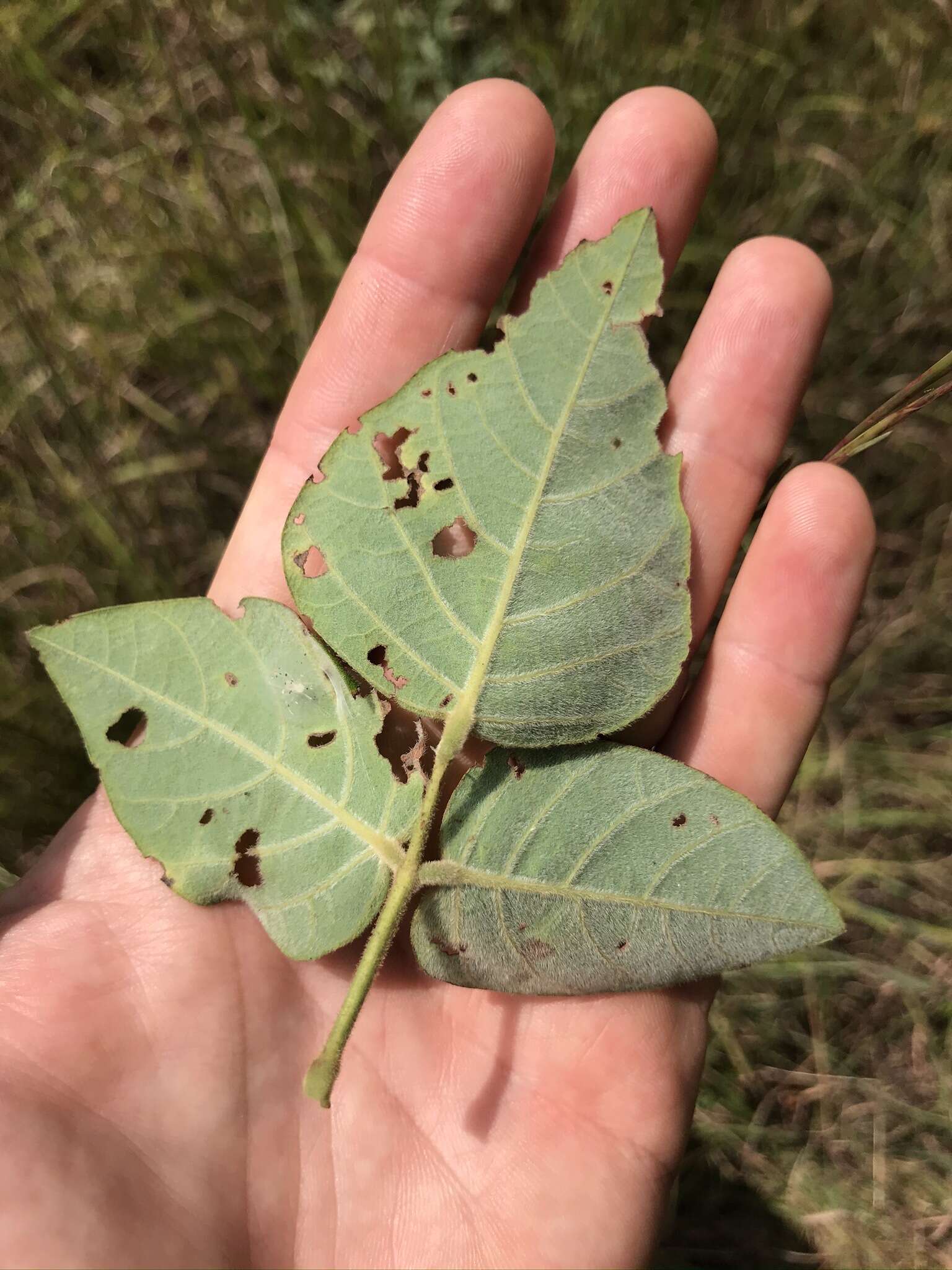 Image of velvetleaf ticktrefoil