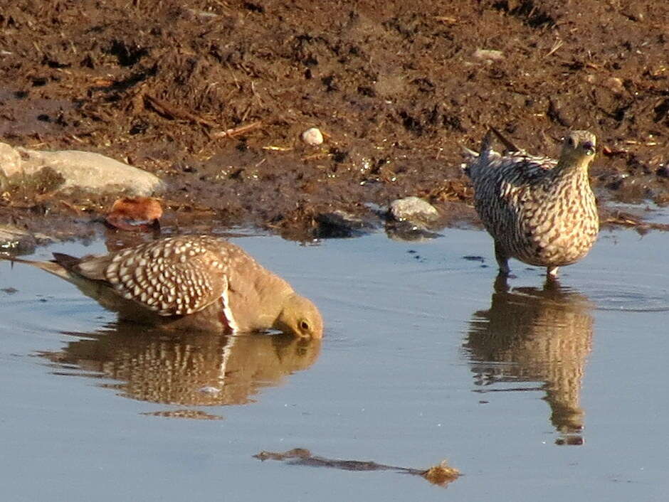 Image of Namaqua Sandgrouse