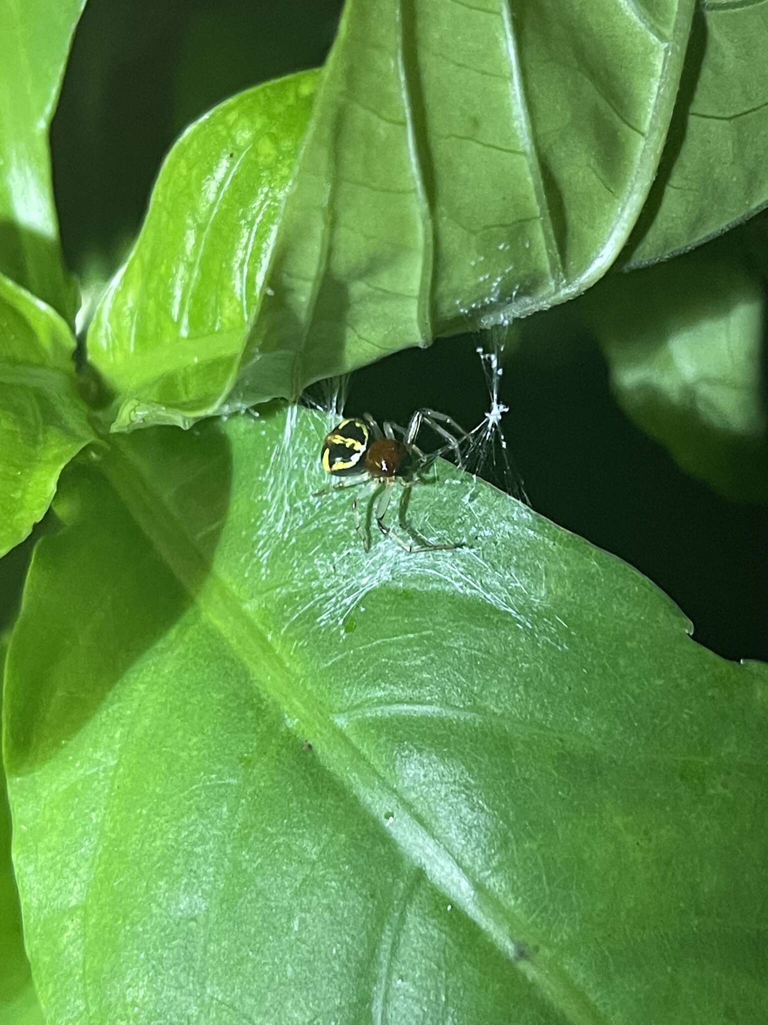 Image of Brown Flower Spider