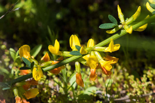 Image de <i>Acmispon glaber</i>