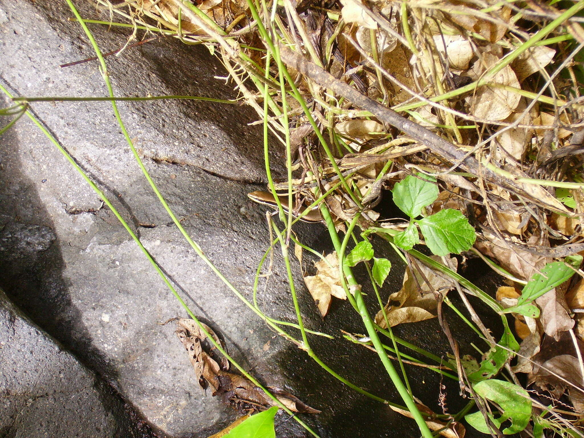 Image of Marisora brachypoda (Taylor 1956)