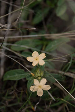 Imagem de Barleria eranthemoides R. Br. ex C. B. Cl.