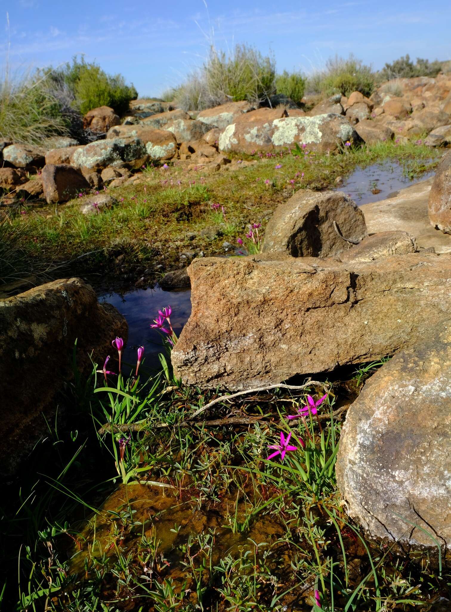 Image of Hesperantha oligantha (Diels) Goldblatt