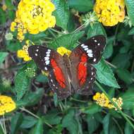 Image of Anartia amathea roeselia Eschscholtz 1821