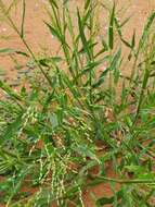 Image of Mexican panicgrass