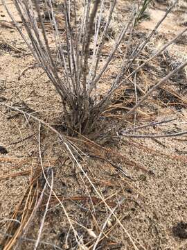 Image of southwestern rabbitbrush