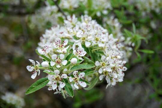 Image of Pyrus spinosa Forsk.