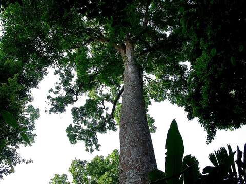 Image of Liquidambar excelsa (Noronha) Oken