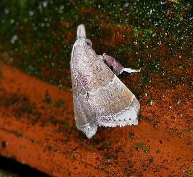 Streptopalpia minusculalis (Möschler 1890) resmi