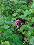 Image of Mexican giant hyssop