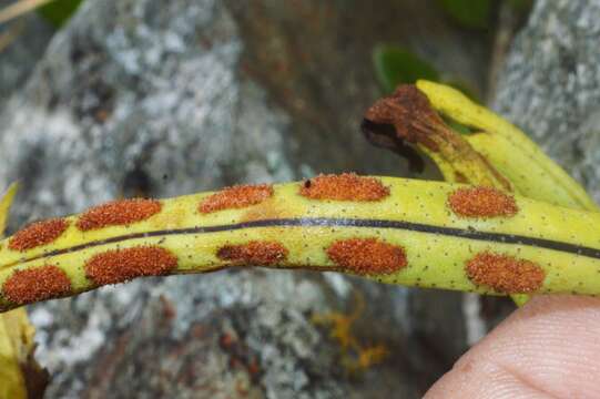 Image of starscale fern