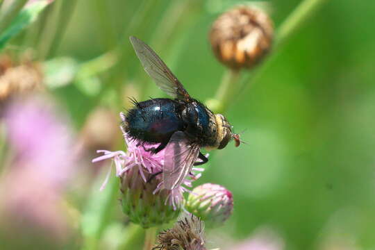 صورة Archytas metallicus (Robineau-Desvoidy 1830)