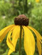 Image of <i>Rudbeckia <i>grandiflora</i></i> var. grandiflora