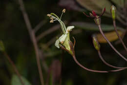 Sivun Gesneria pedunculosa (DC.) Fritsch kuva