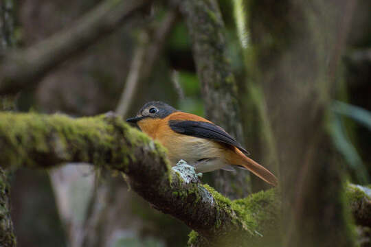 Image de Gobemouche orange et noir