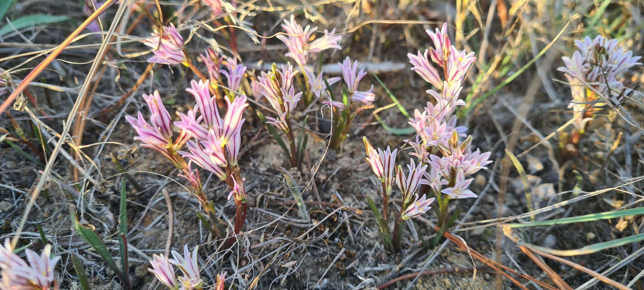 Image of Lachenalia corymbosa (L.) J. C. Manning & Goldblatt