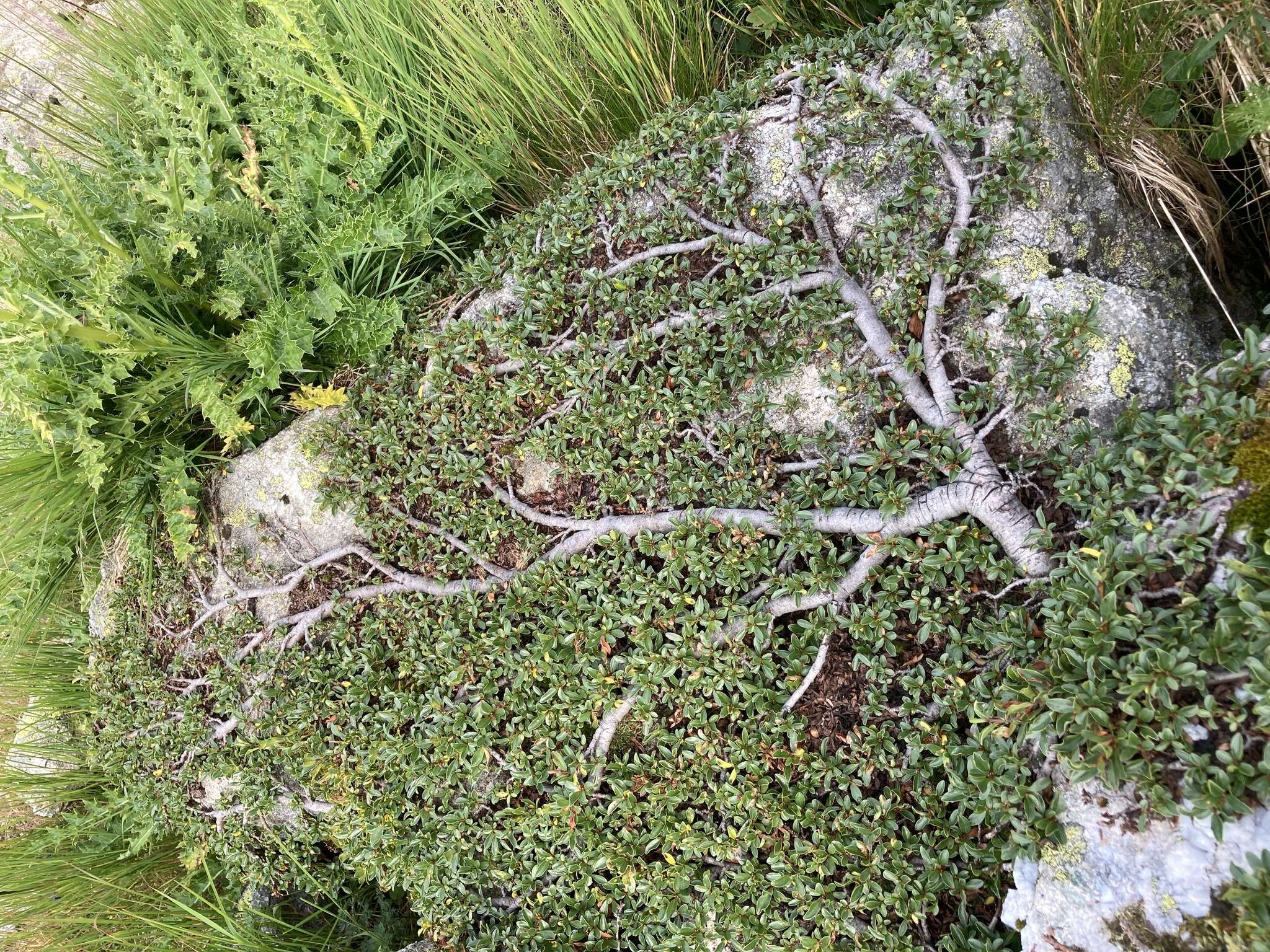 Image of Blunt-leaved Willow