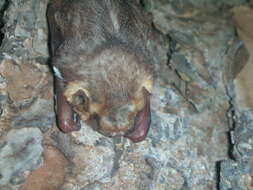 Image of Seminole Bat